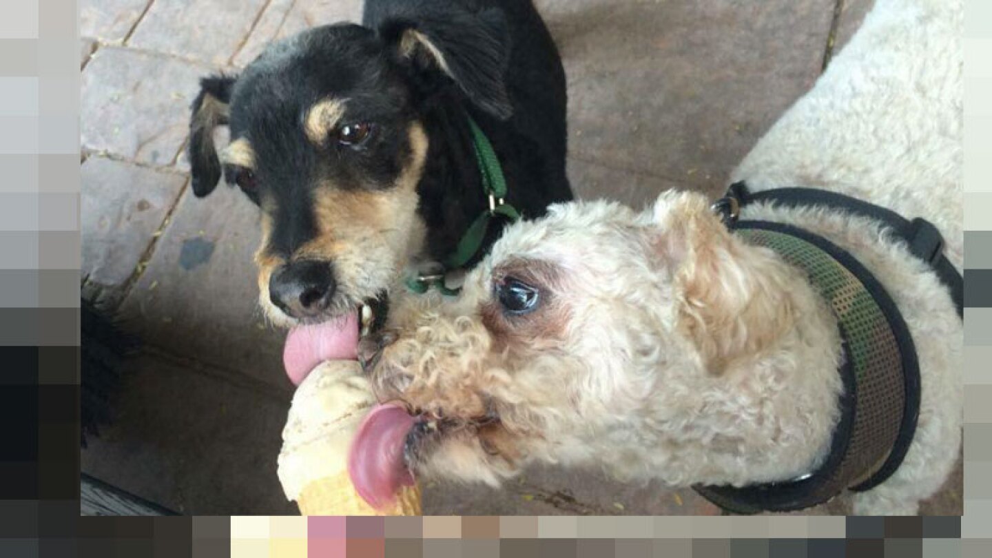 Abren la primera heladería para perros en México