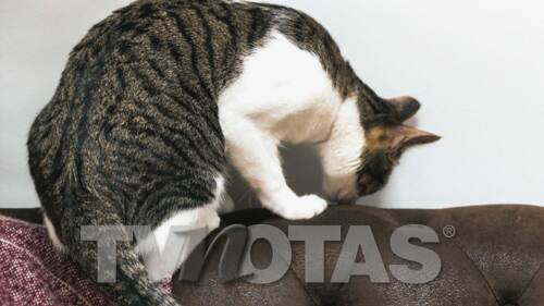 Gatos- fotos genericas