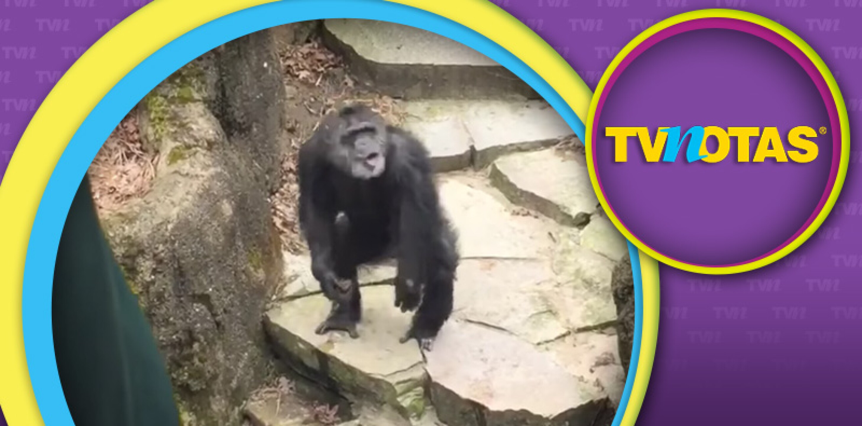 Chimpancé vengador.