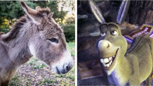 Perry burro que inspiró a Shrek