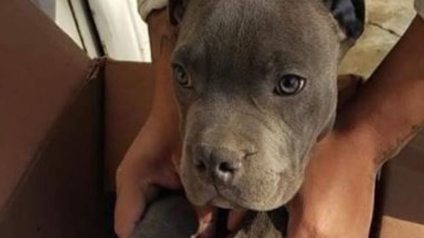 Niño da en adopción a su perrito para evitar que su papá lo maltrate