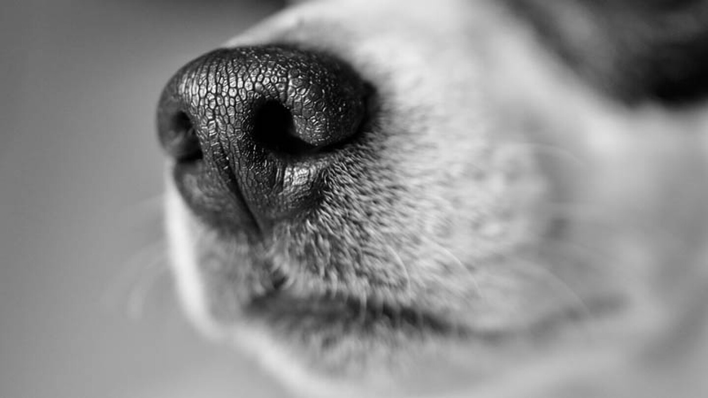Hombre se disfraza de perro para salir a la calle