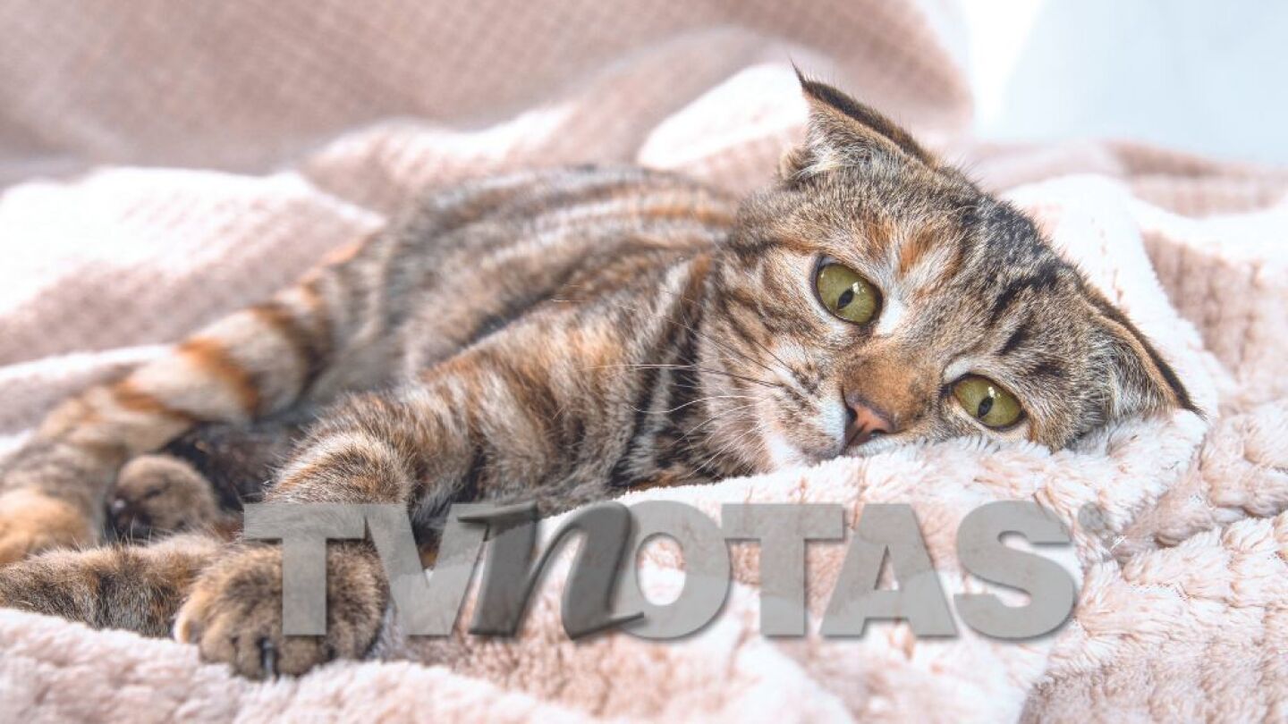 Gatito enfermo