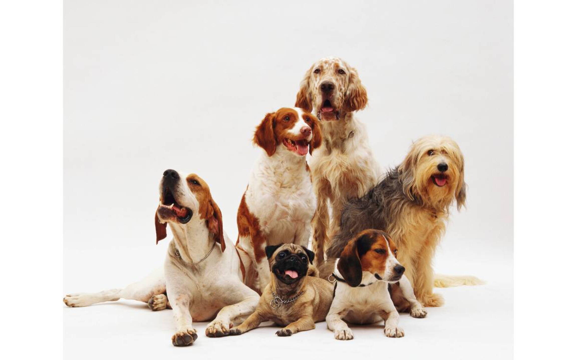 Polémica de Pedro Sola con perros