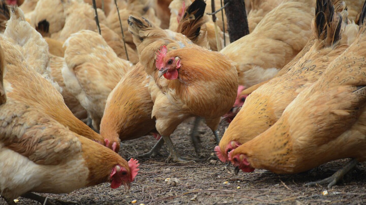 Pollos maltrato.