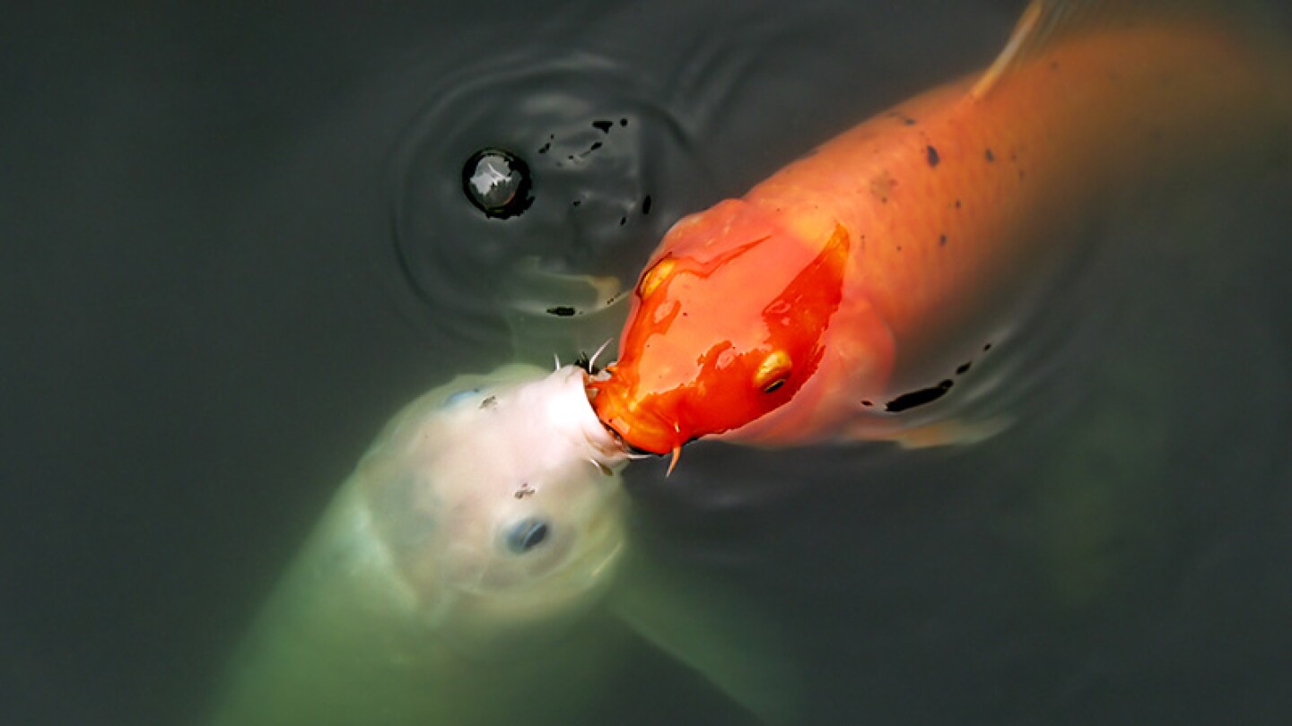 Peces boca de clavo