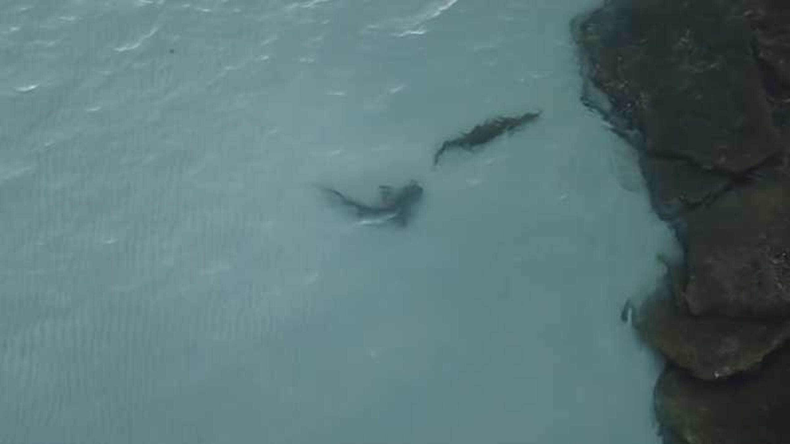 Esta es la increible persecusión