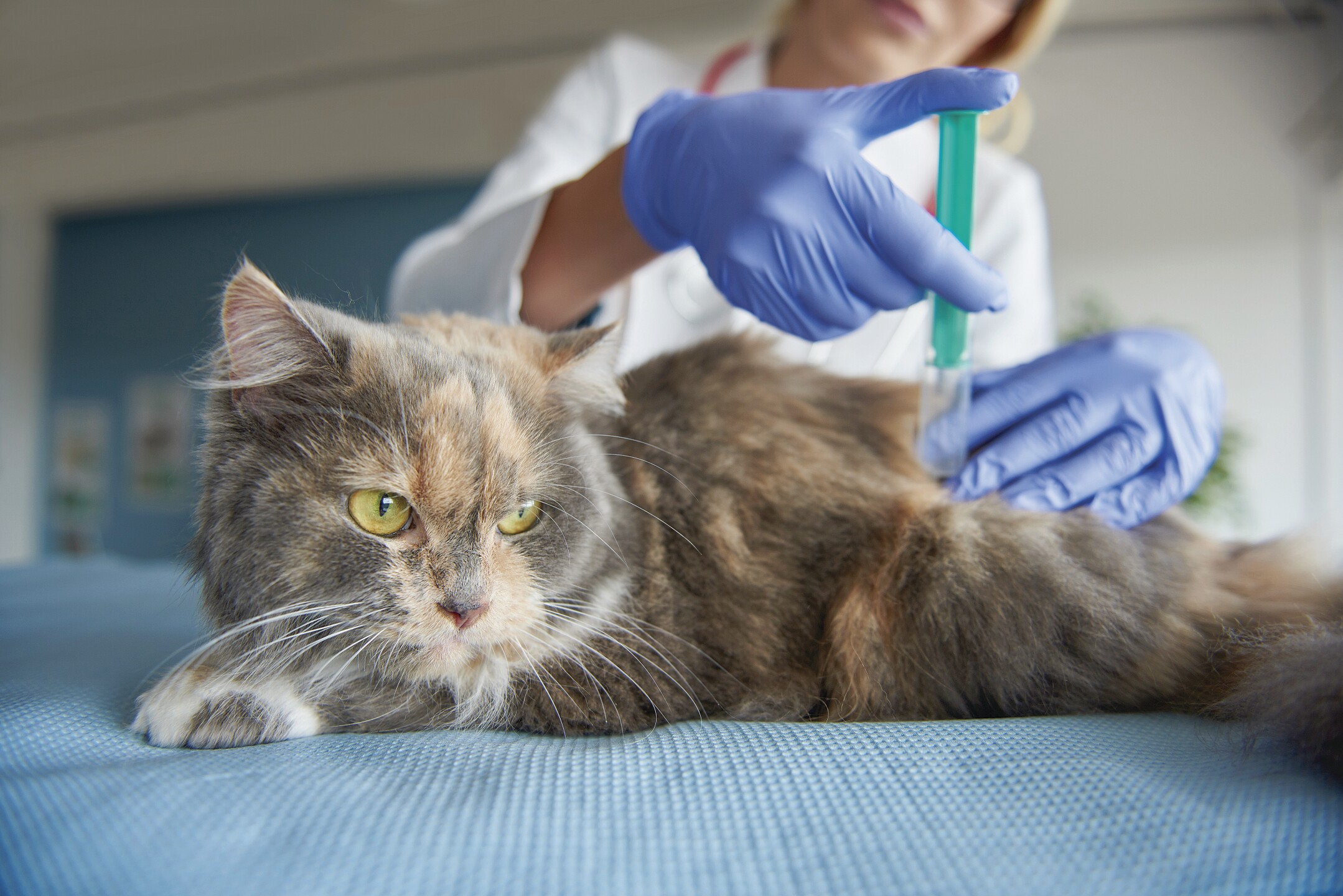 Sida y leucemia gatitos