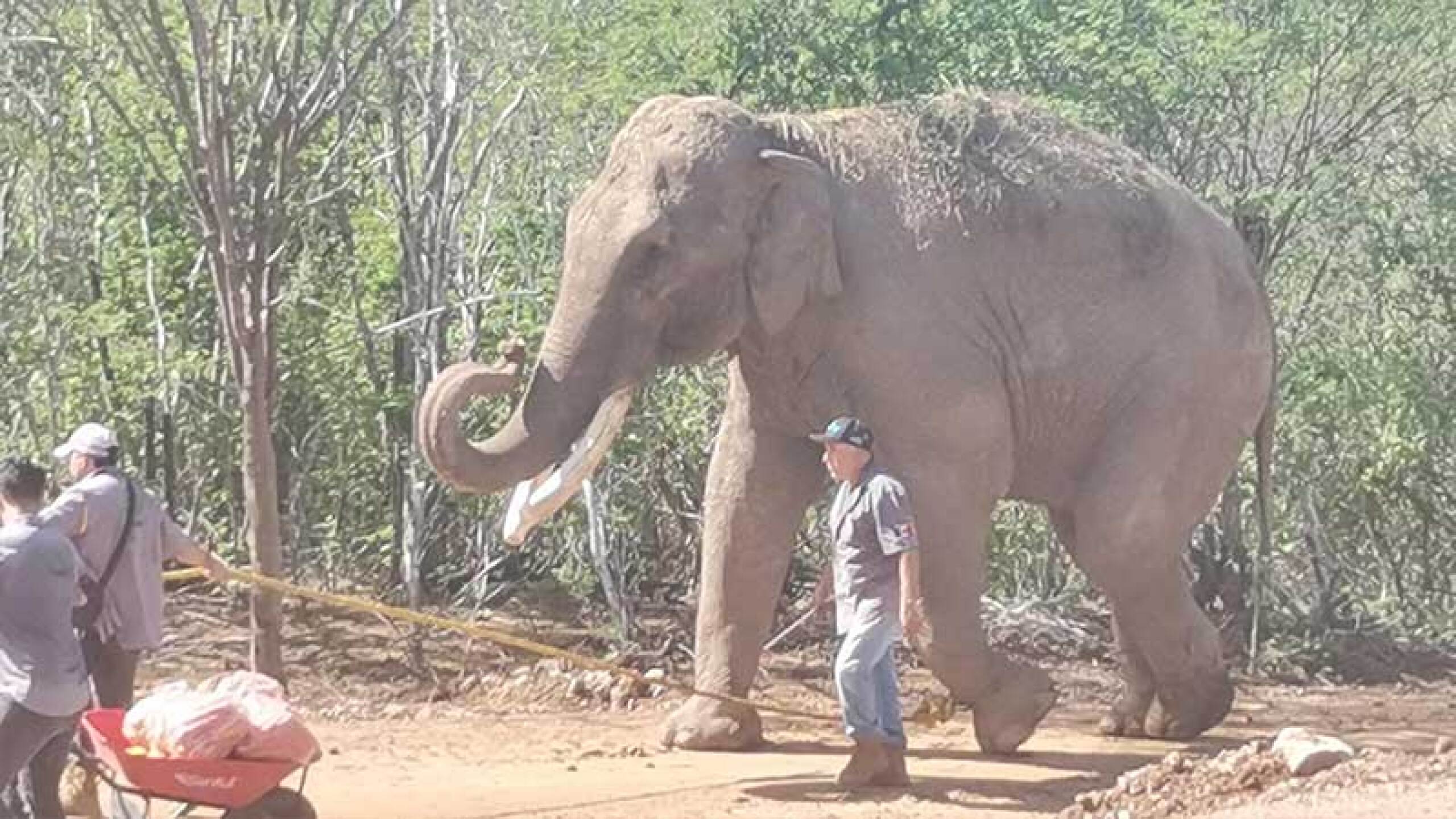 El elefante Big Boy llega a un santuario