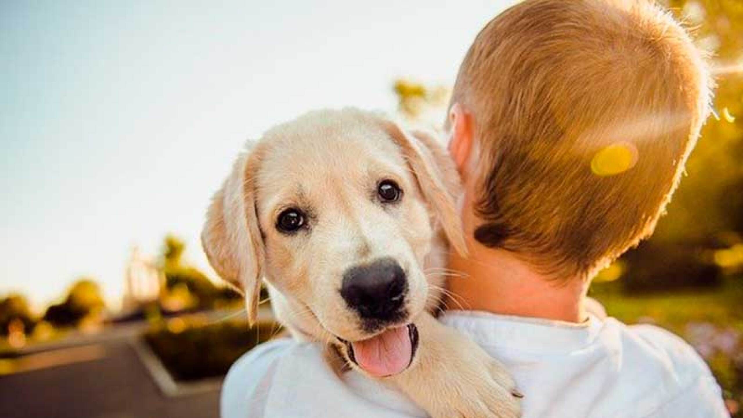 Perro