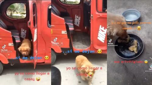 Oso es un perrito travieso que se escapó de su casa y regresó como si nada