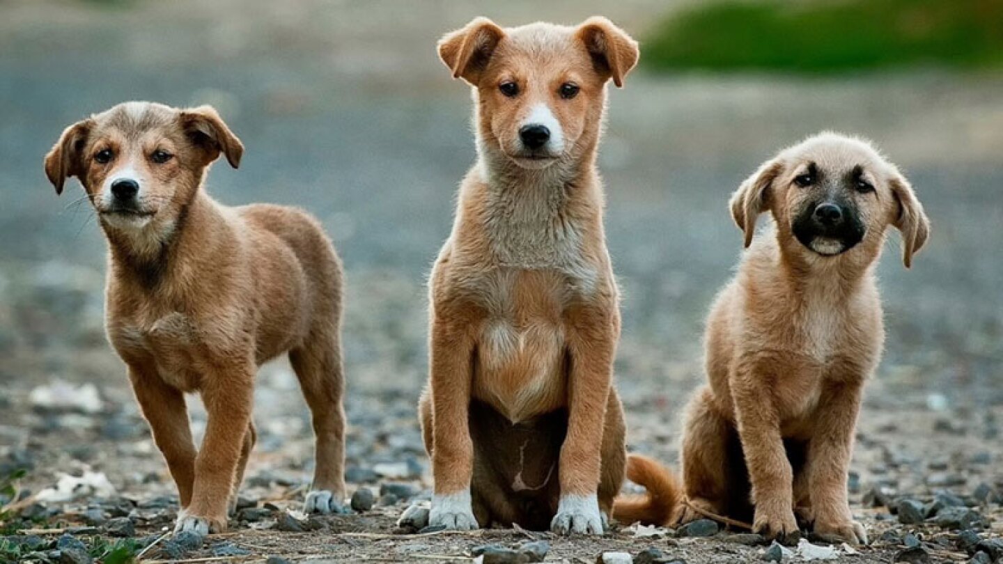 La señora volvió a recoger a varios perritos para tenerlos en su hogar, pues en 2013 ya tenía más de 100 perros y 20 gatos