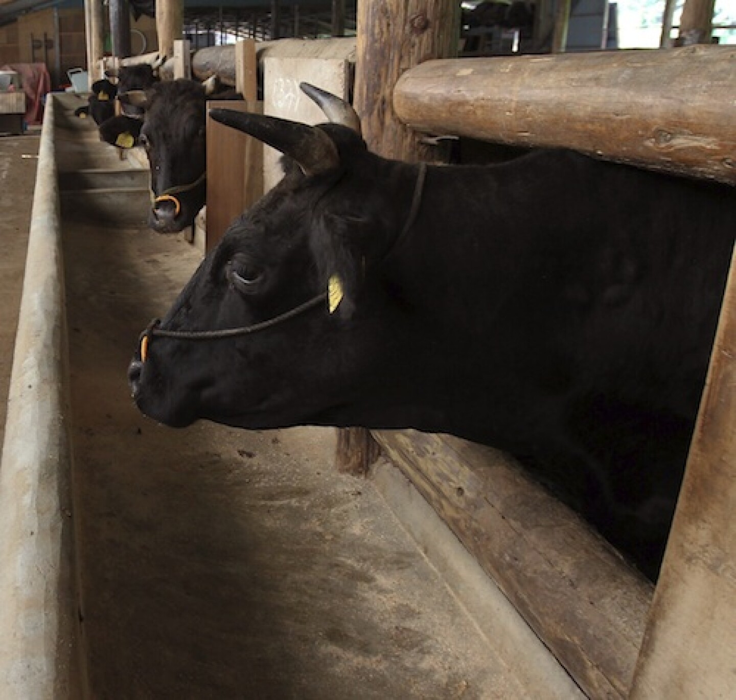 El amor por una vaca llevó a un granjero a la muerte. Foto: Getty Images