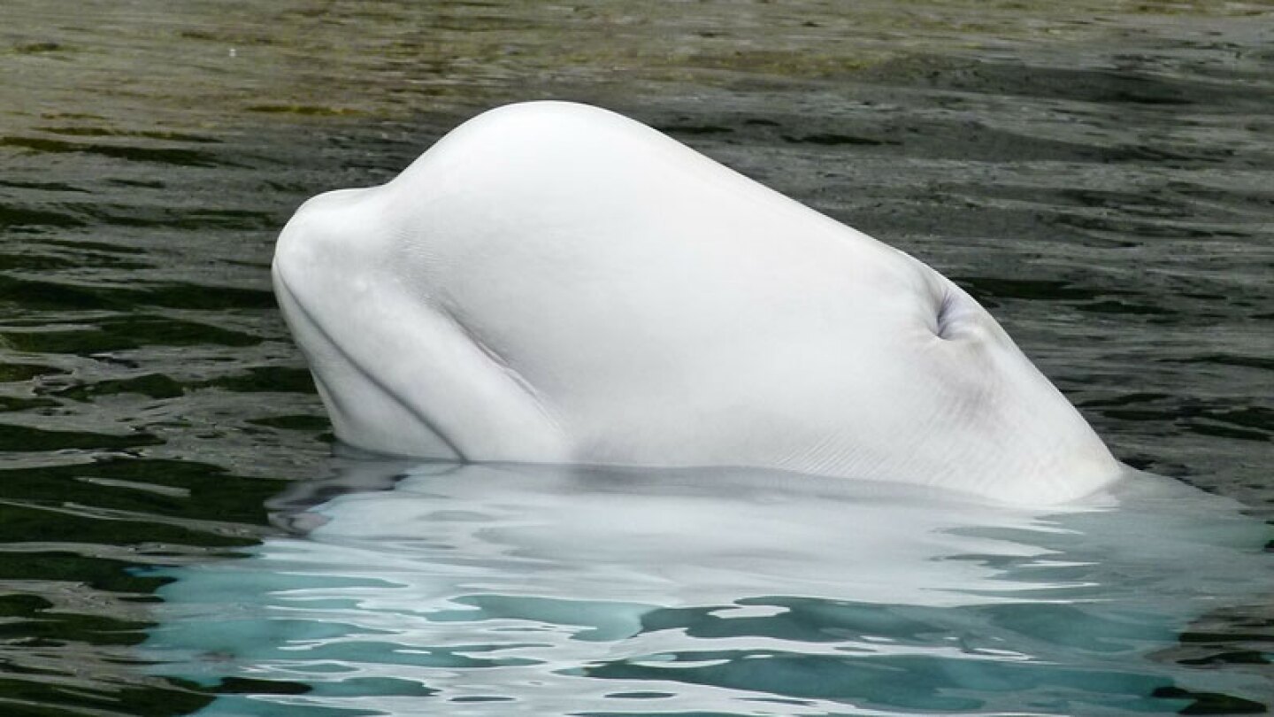 La increíble reacción de la ballena dejó con la boca abierta a más de uno.
