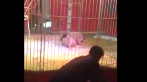 Su esposa actuó rápido y pudo salvarlo.