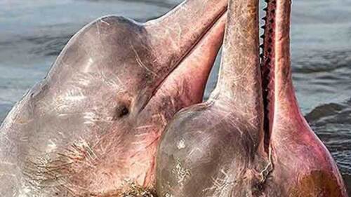 El deterioro de su hábitat natural lo está matando.