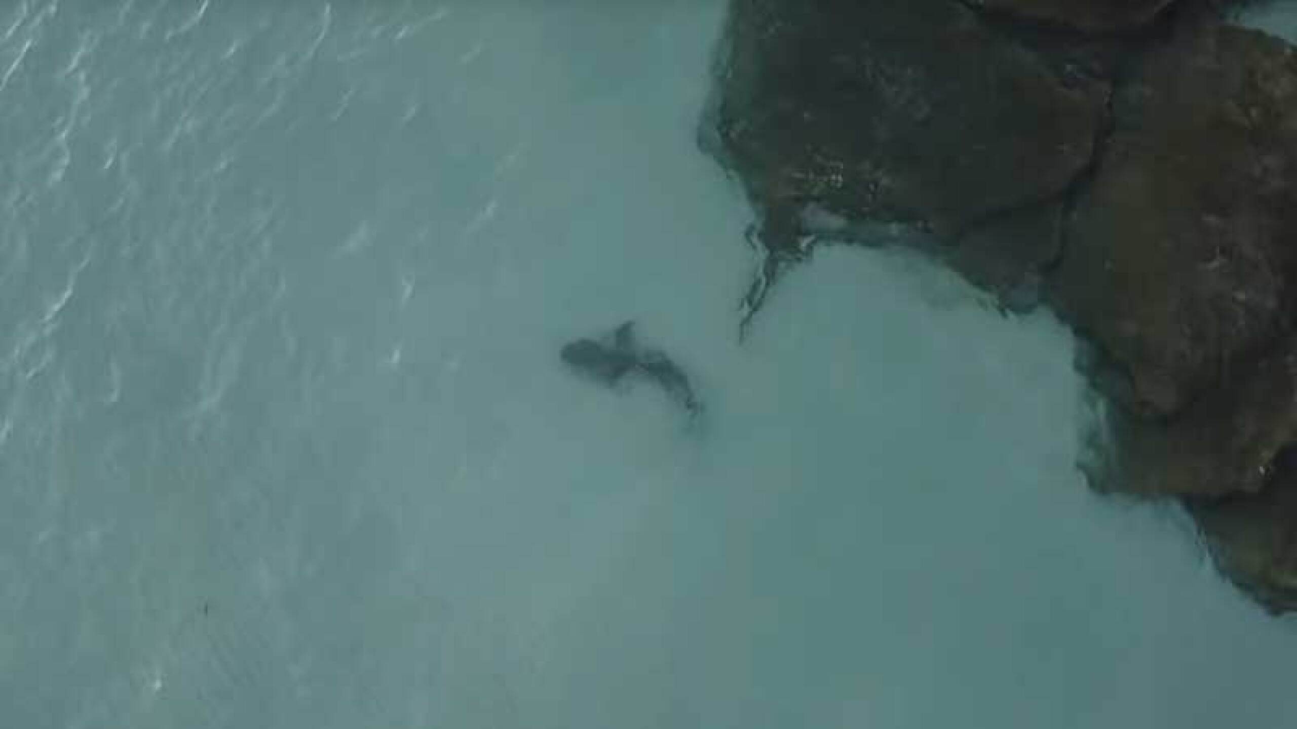 Así se salvó el cocodrilo