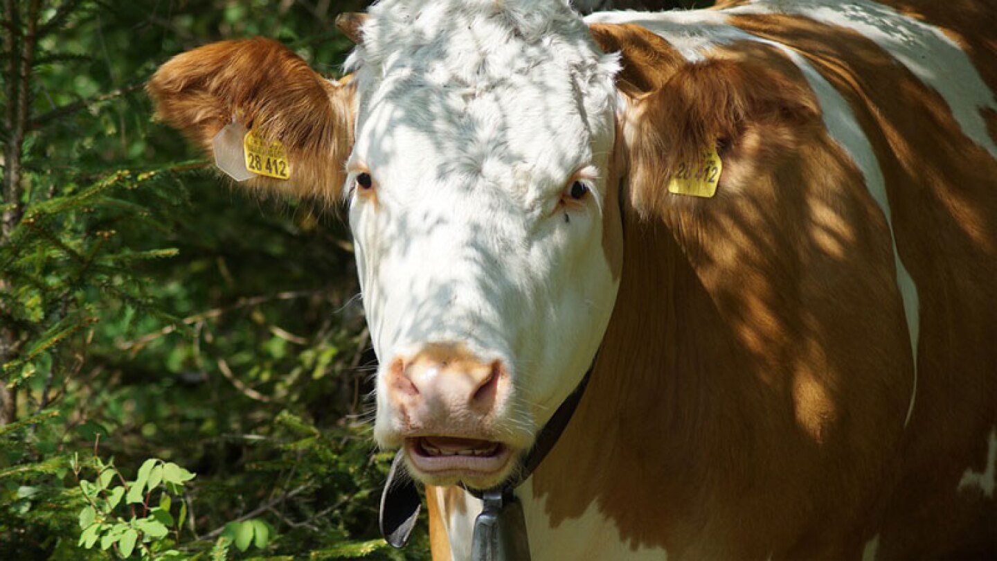 Gringos creen que las vacas pardas dan leche con chocolate