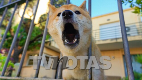 Razones por las que ladra tu perro y cómo evitarlo