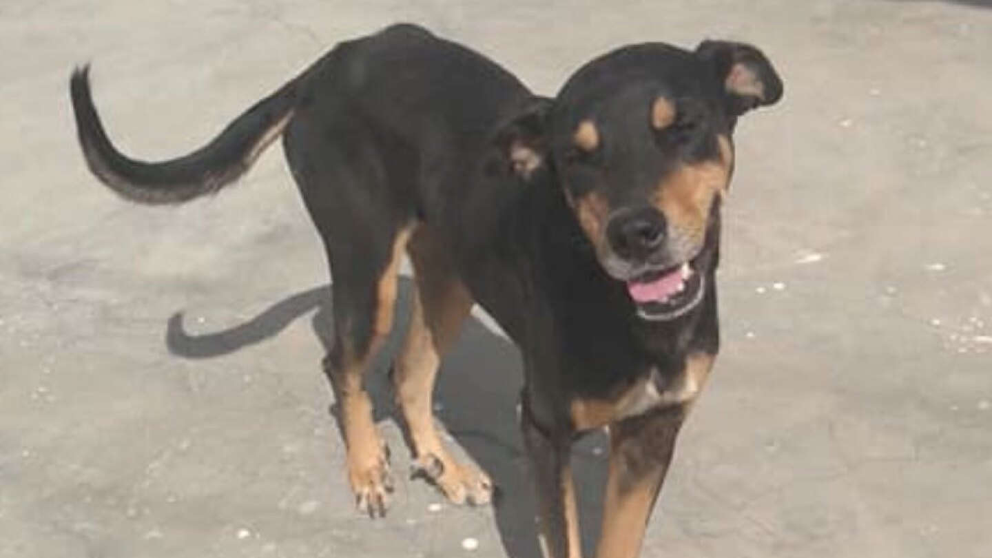 El animalito tenía mucha hambre y un joven que había salido a la tienda le cambió la vida.