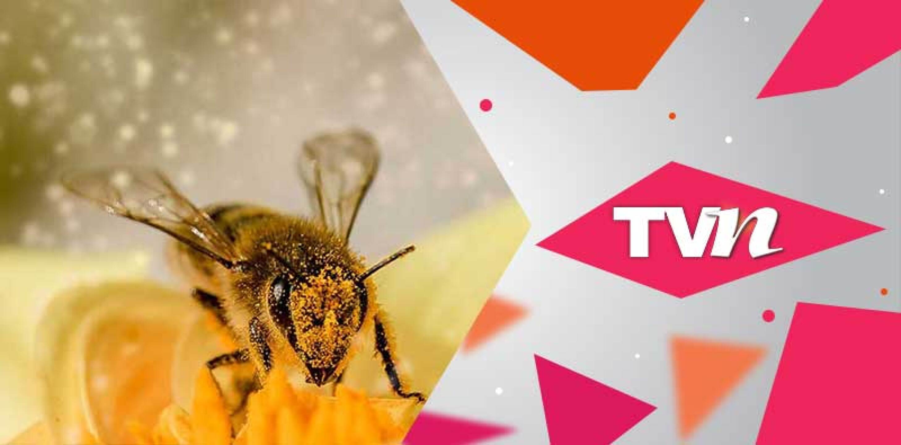 Crea tu propio bebedero para abejas.