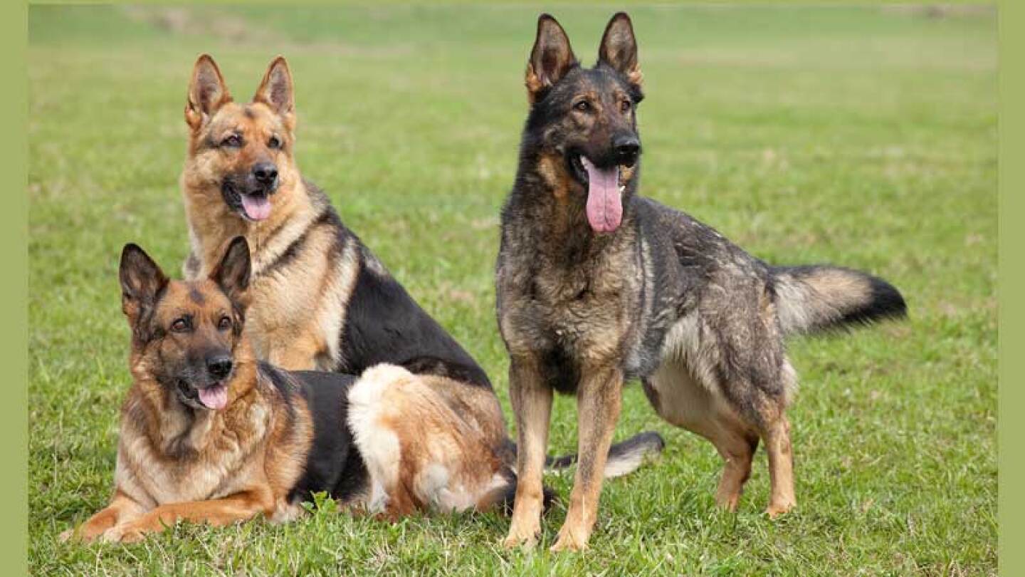 Razas de perros más inteligentes