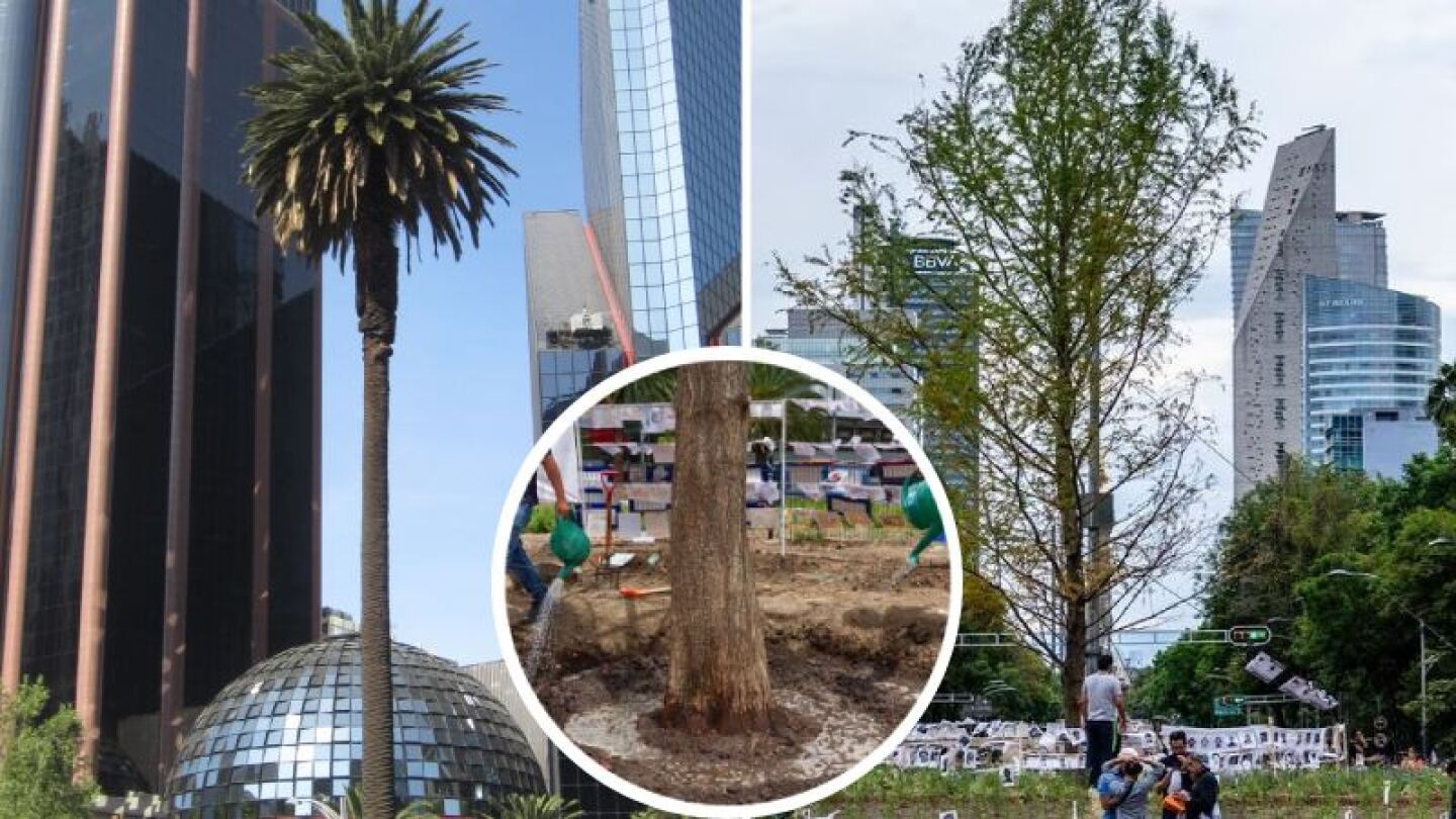 ¡Aquí vamos de nuevo! Segundo ahuehuete llegará a Paseo de la Reforma a finales de abril