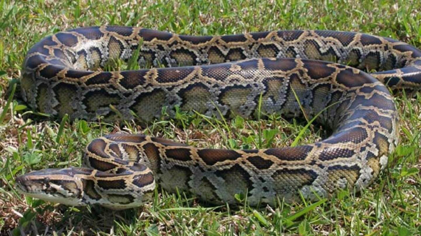 Mujer es devorada por serpiente