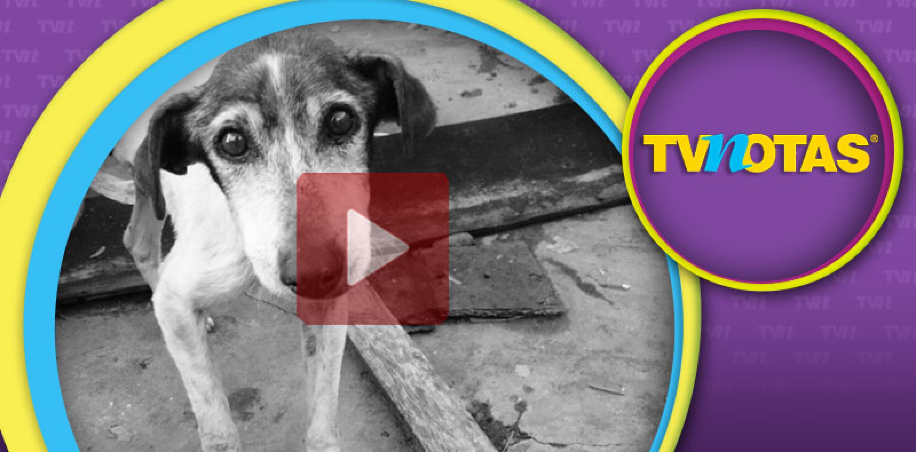 Perro muestra tierno gesto de agradecimiento