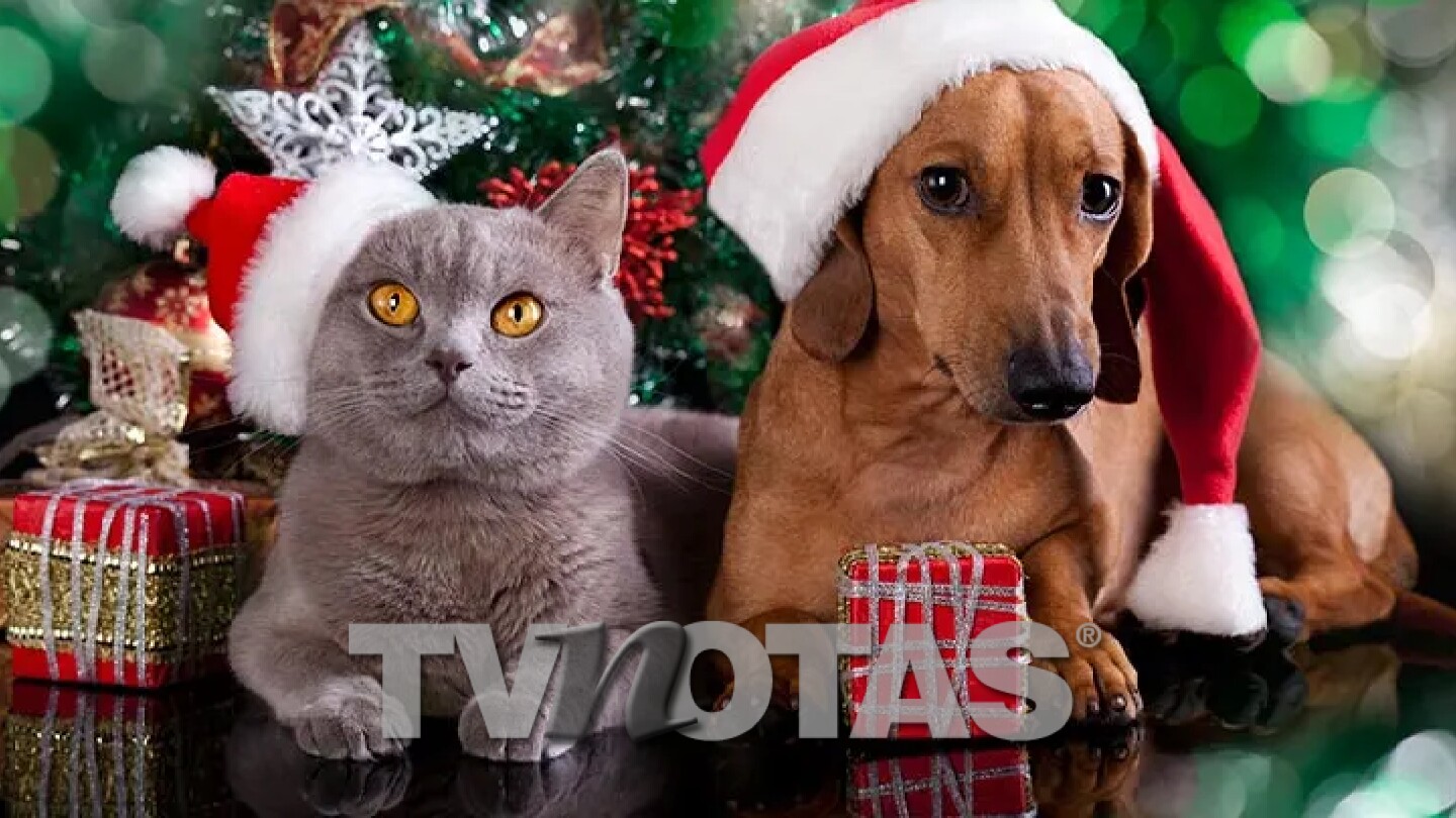 Es aconsejable regalar un perro o un gato en Navidad