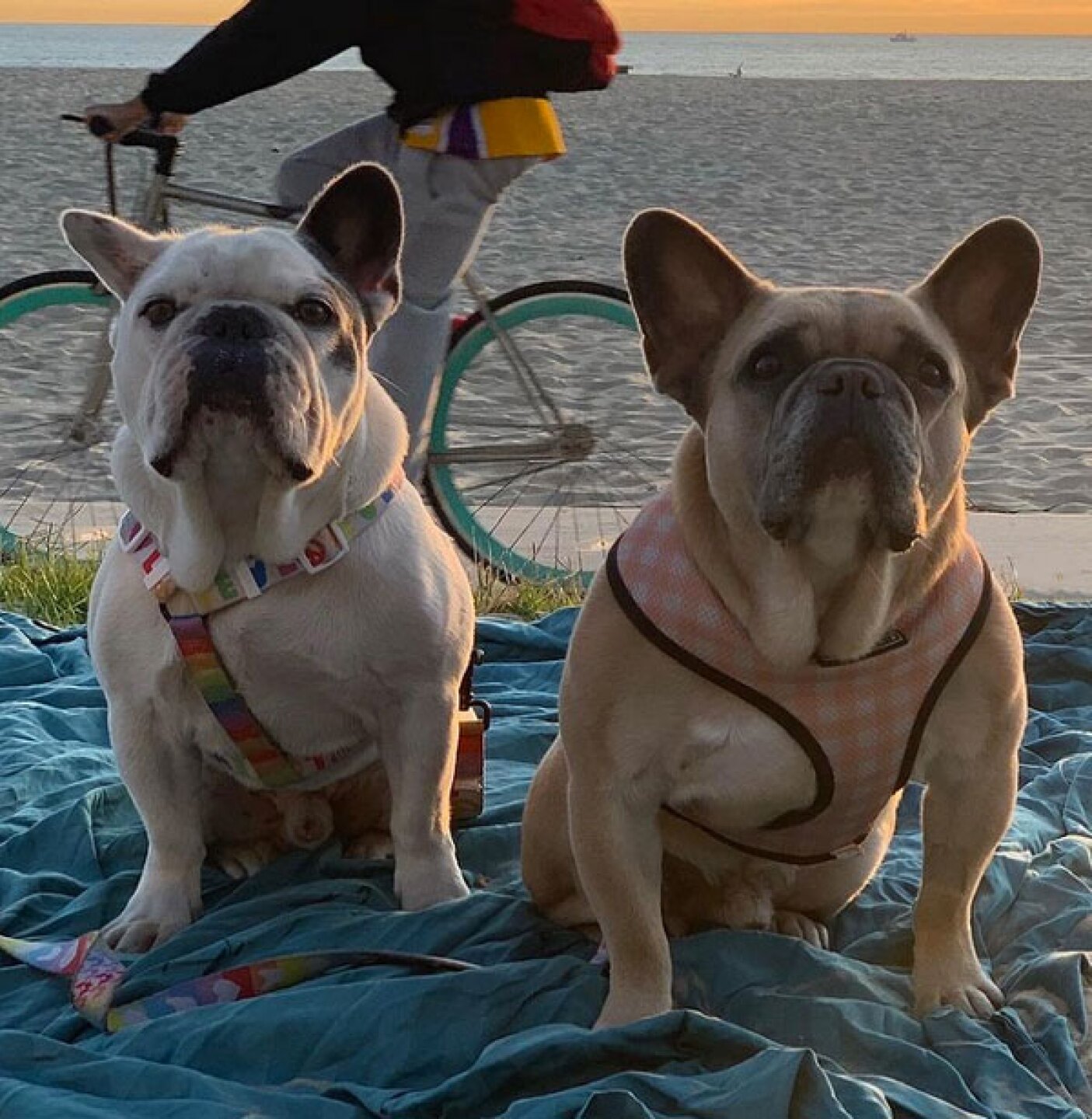 Ratero de las mascotas de Lady Gaga recibe 21 años de prisión