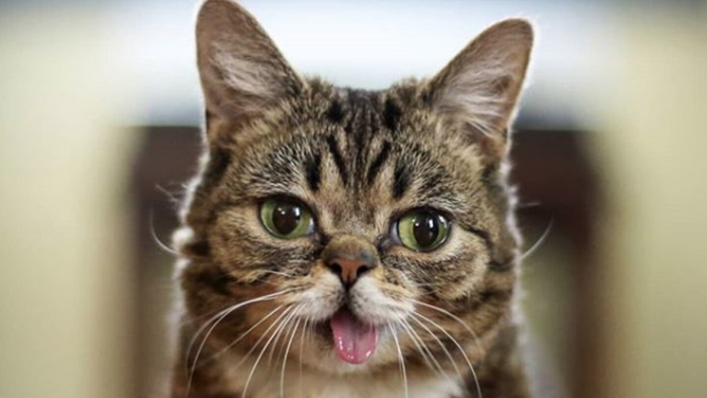 Muere Lil Bub, famosa gatita de Instagram a sus ochos años