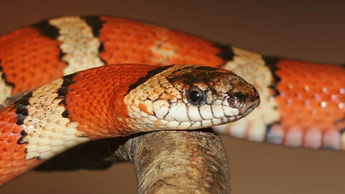 A falta de una cuerda para saltar, unos niños agarraron una serpiente para jugar.